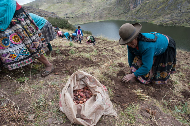 On the heights of Pisac, between 3600 and 4500 meters above sea level, various 'comunidades Campesinas' were incorporated into the Potato Park.