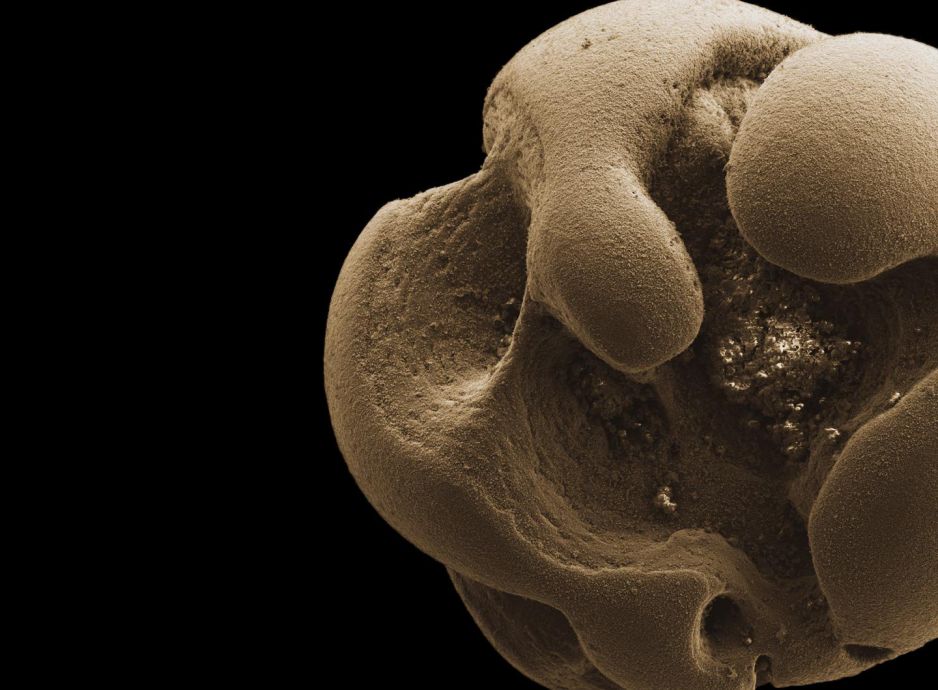 Bakterię odkryto dzięki kilku szczęśliwym zbiegom okoliczności (fot. Hang Yu/Caltech)