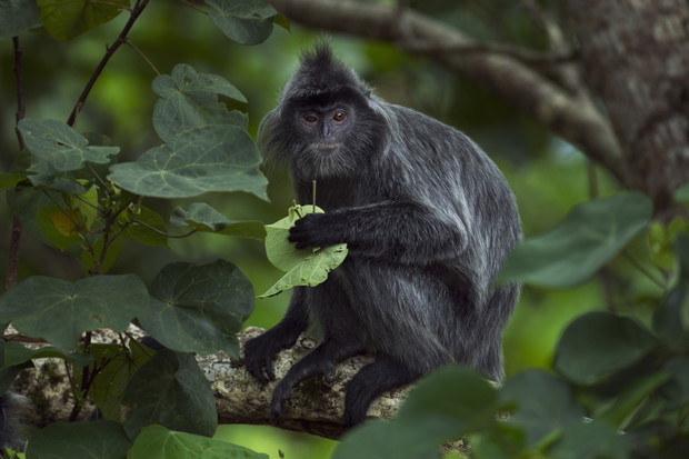 Trachypithecus cristatus