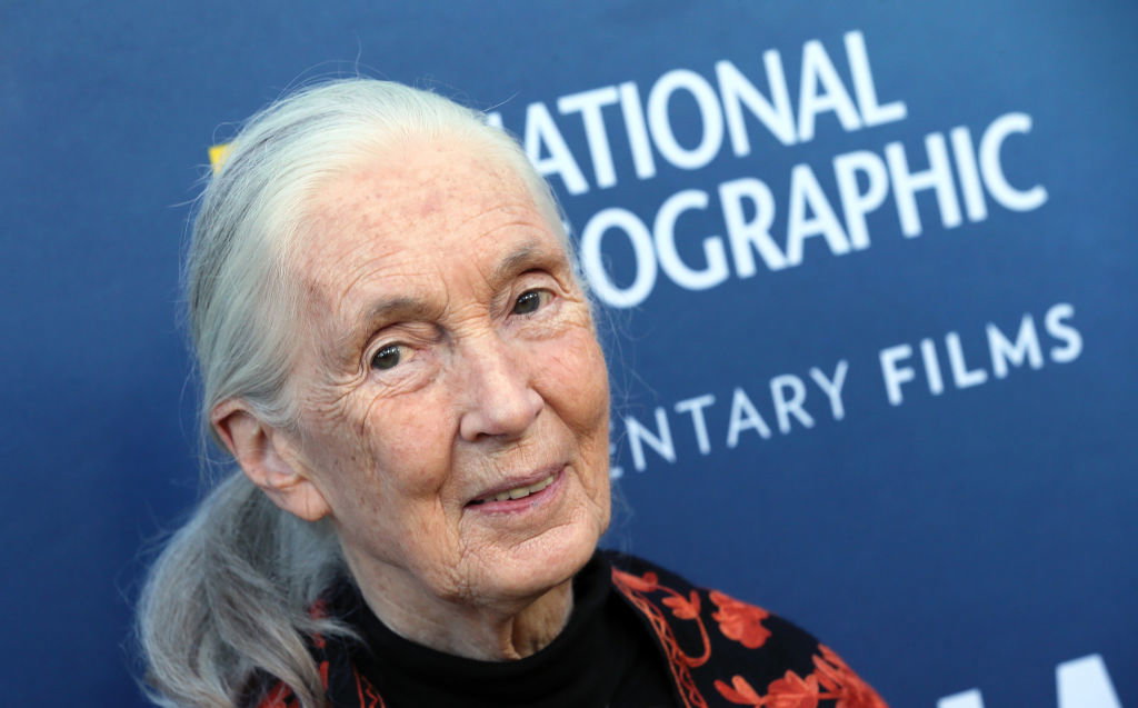 „Nie jest jeszcze zbyt późno na działanie”. Jane Goodall daje nadzieję światu (fot.  David Livingston/Getty Images)