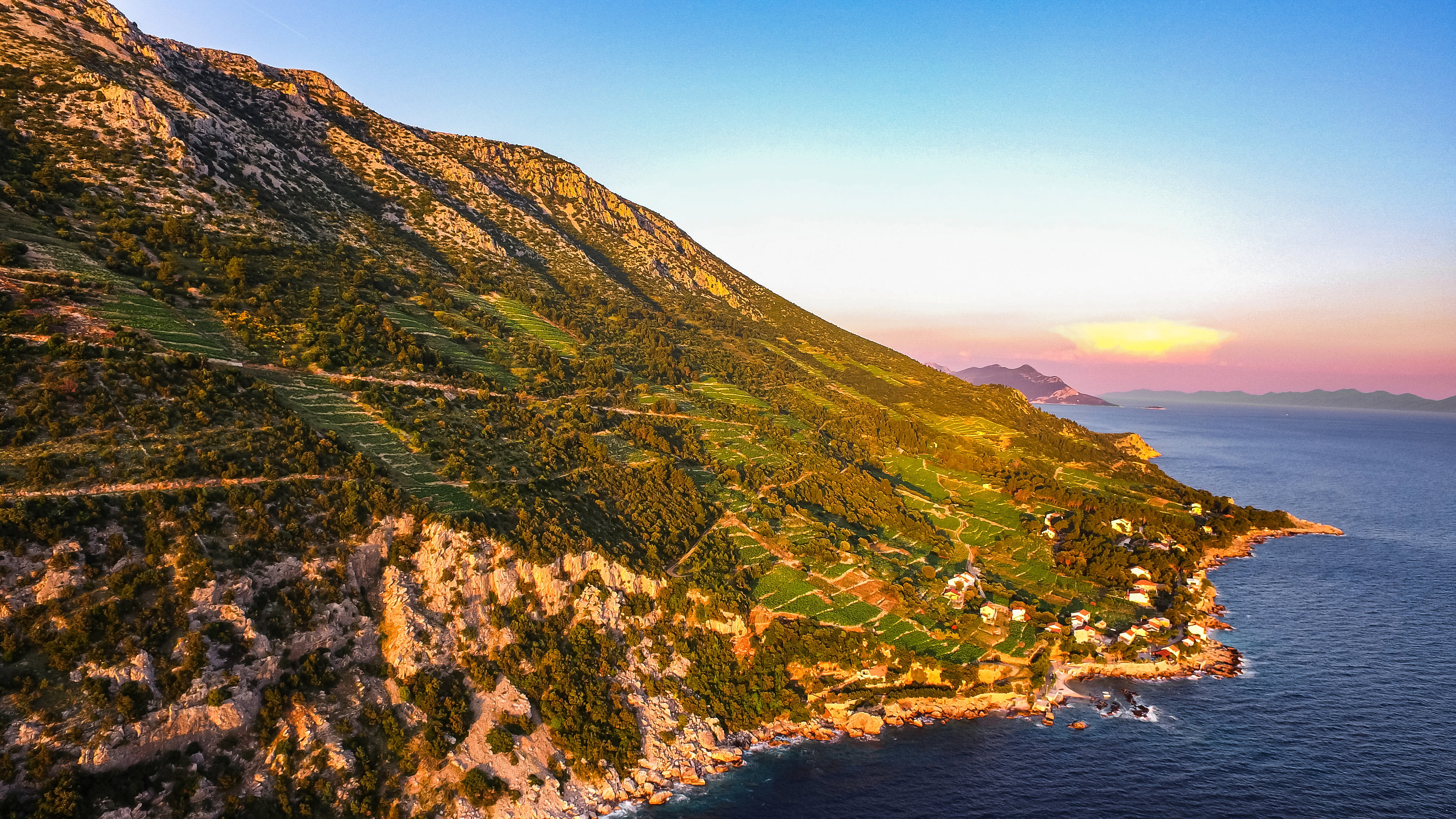 Plavac Mali, Pelješac