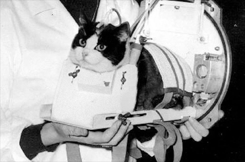 Félicette 60 lat temu poleciała w kosmos jako pierwszy i jedyny kot. Jej późniejsze losy zaskakują (Fot. INA.fr / YouTube)