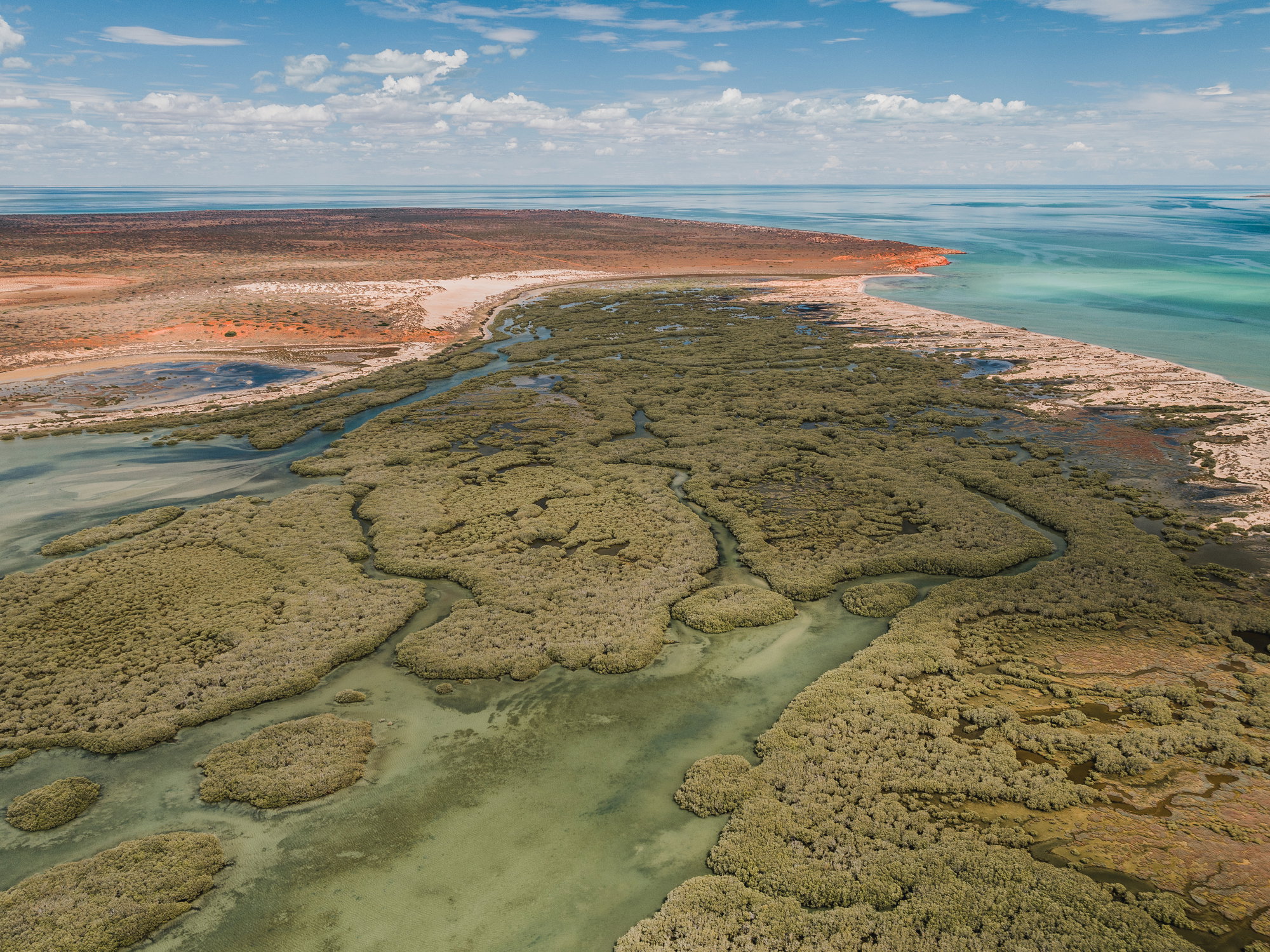Największa roślina na świecie ma 180 km długości. Właśnie odkryto ją w Australii