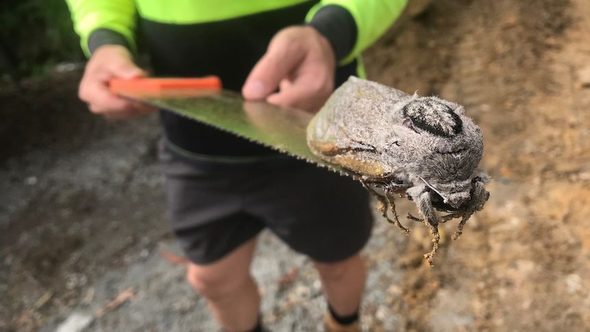 W Australii znaleziono niezwykle rzadką gigantyczną ćmę. Jest tak ciężka, że ledwo lata