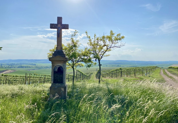 Pola winogron i krzyż