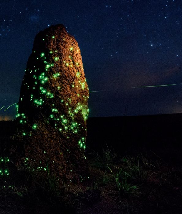 Bioluminescencja