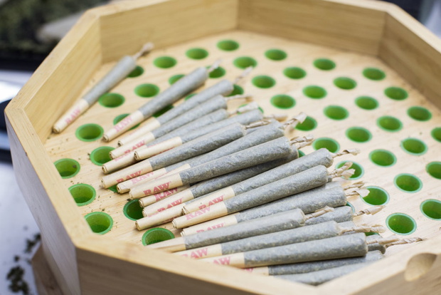 Ecuador's Burgeoning Cannabis Industry Takes Shape