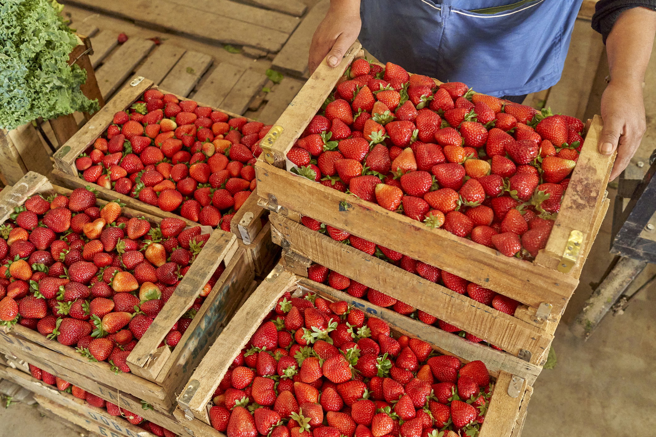 Przejście na weganizm nie zawsze pomaga klimatowi. Wyliczono miliardy ton emitowanego CO2