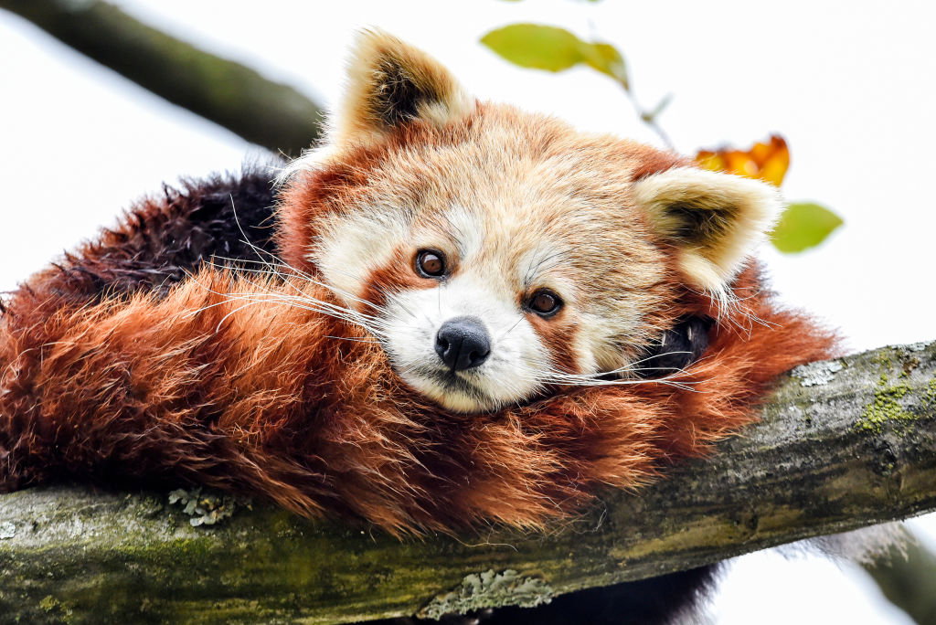 Pandka ruda, panda mała, panda czerwona – co to za zwierzę i czy można je trzymać w domu? (fot. Dave Rushen/SOPA Images/LightRocket via Getty Images)