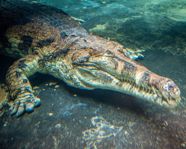 Orientarium w łódzkim zoo już otwarte