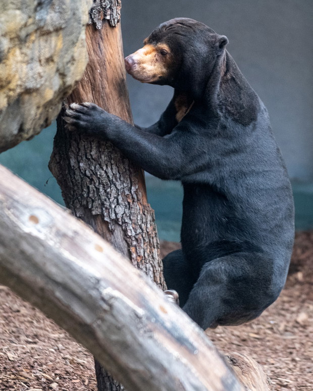 Orientarium w łódzkim zoo już otwarte