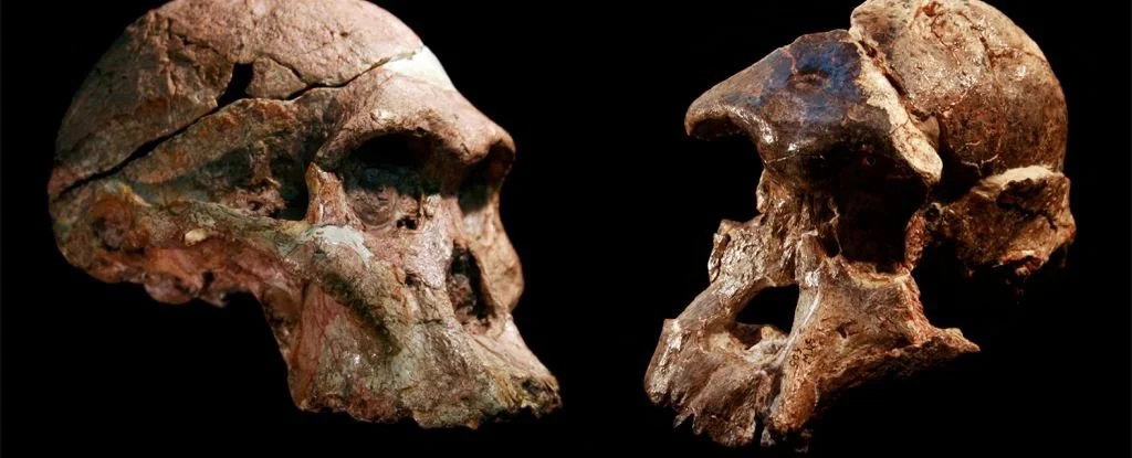 Szczątki hominidów z „Kolebki Ludzkości” są nawet o milion lat starsze niż wcześniej sądzono (fot. (Jason Heaton/Ronald Clarke/Ditsong Museum of Natural History)