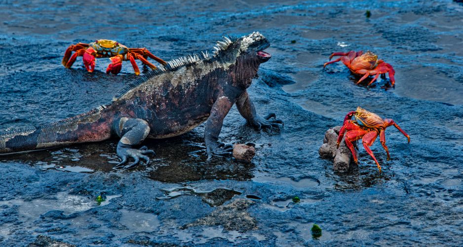 Galapagos
