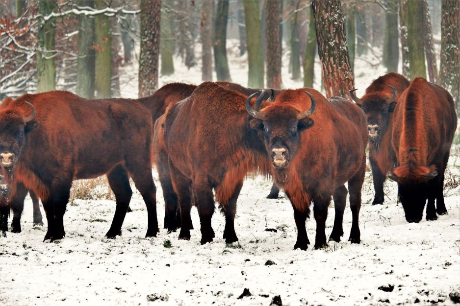 Część stada z zachodnich Bieszczadów jest poważnie chora (fot. Żubry Online)