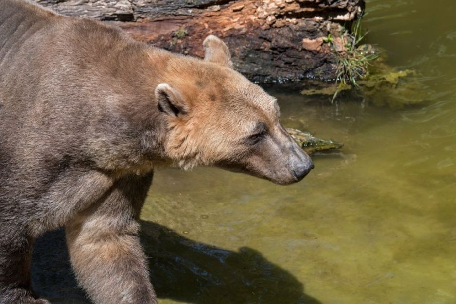 Dziwaczne hybrydy zwierząt, które naprawdę istnieją.18 niesamowitych zwierzęcych hybryd, zamieszkujących naszą planetę (fot. Philippe Clement/Arterra/Universal Images Group via Getty Images)