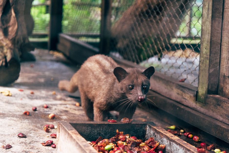 Kopi Luwak – najdroższy kot (?) w worku na świecie [TYLKO O KAWIE]