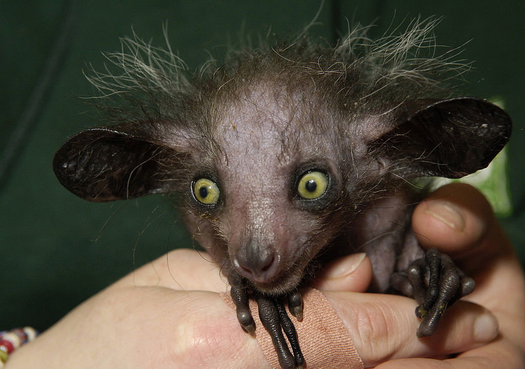 Palczak madagaskarski: występowanie, tryb życia, odżywianie, rozmnażanie i rozwój, zdjęcia (Fot. Rob Cousins/Bristol Zoo via Getty Images)