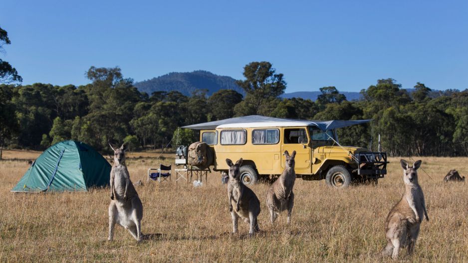 Czy kangury są szkodnikami dla mieszkańców Australii? (fot. Getty Images)