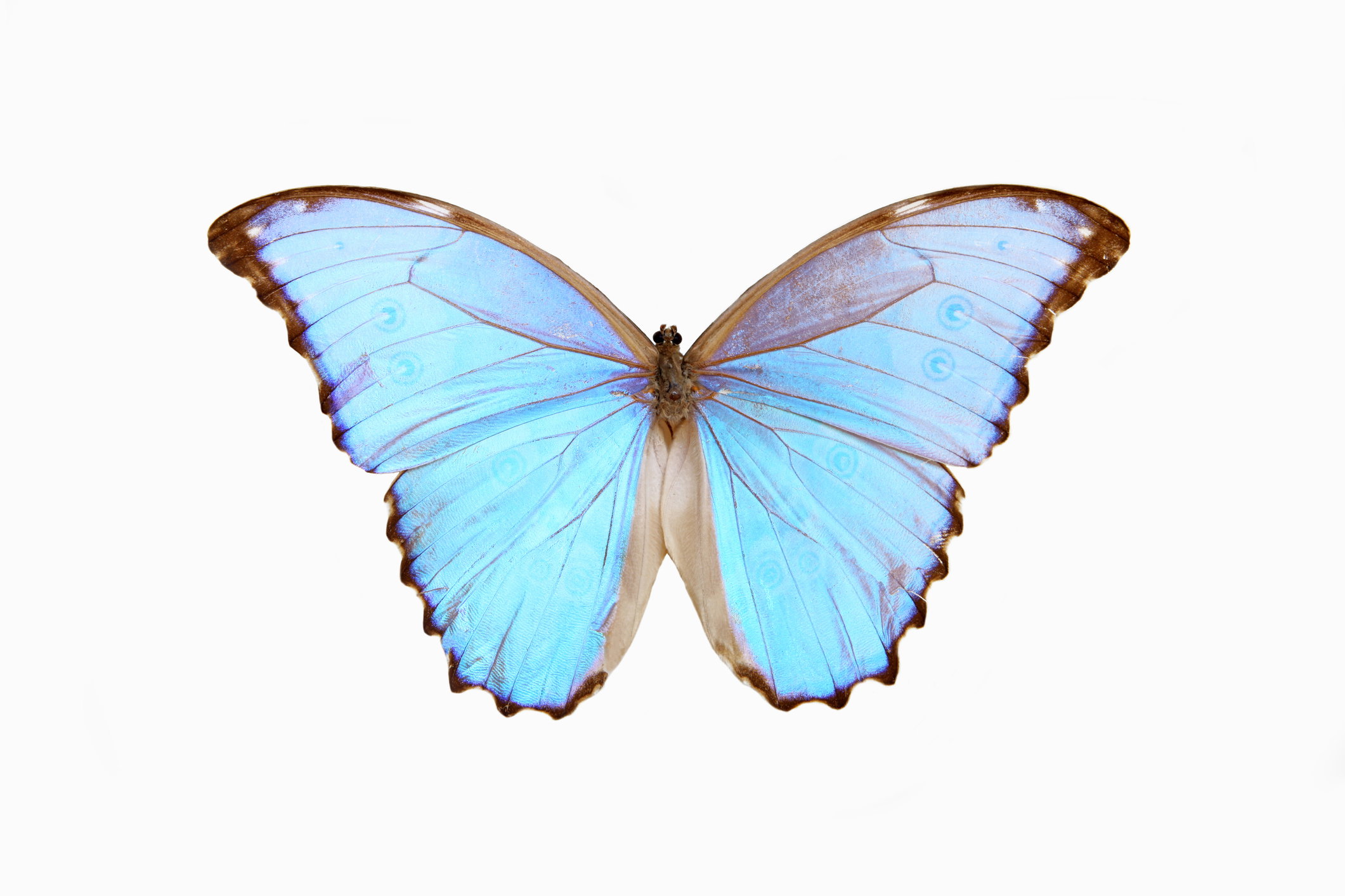 motyl