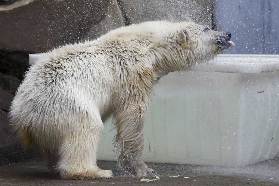 Niedźwiedź polarny – opis, występowanie i ciekawostki (Fot. Dennis Stogsdill/Getty Images)