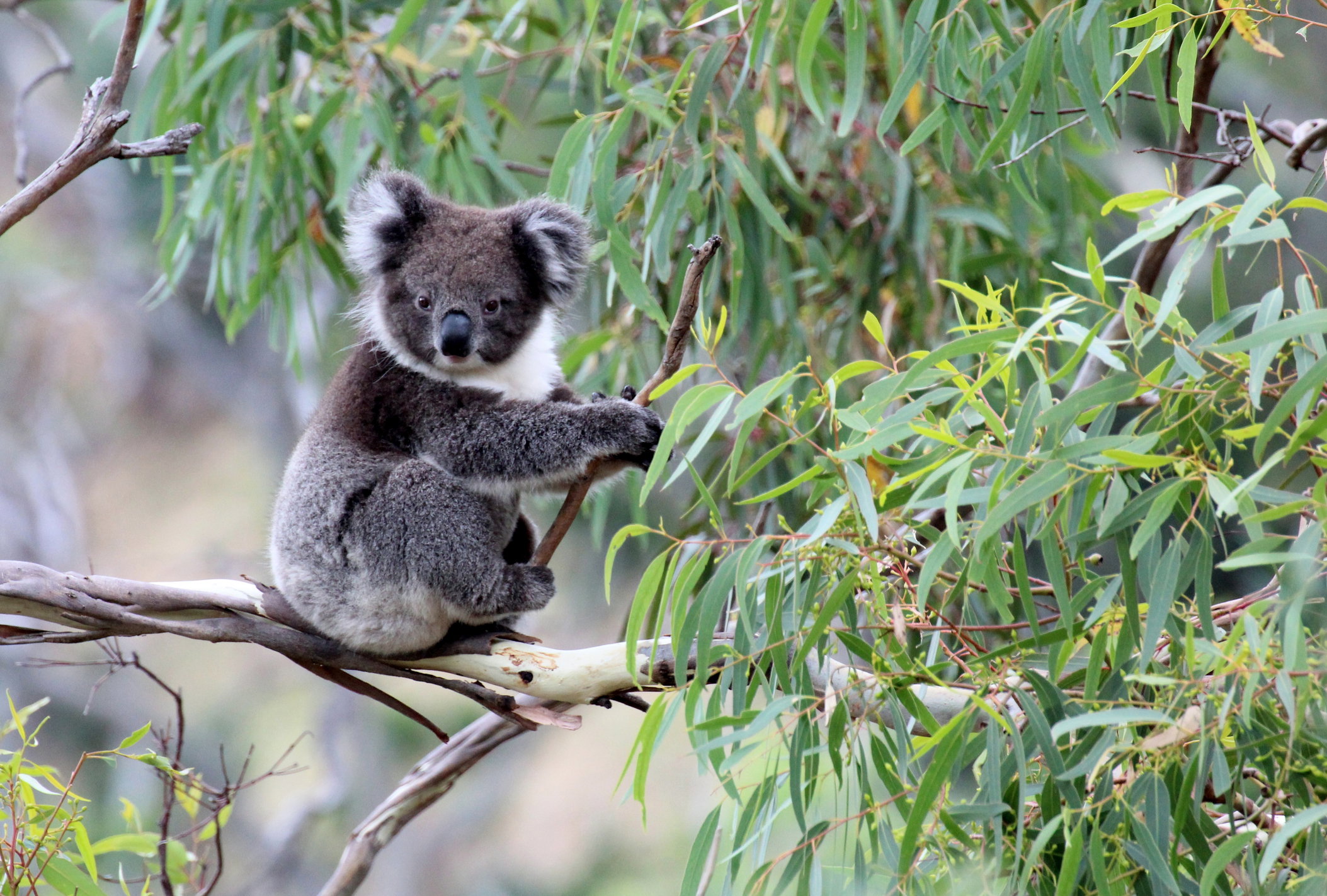 Rośliny Australii - poznaj niesamowitą florę Australii (fot. Getty Images)
