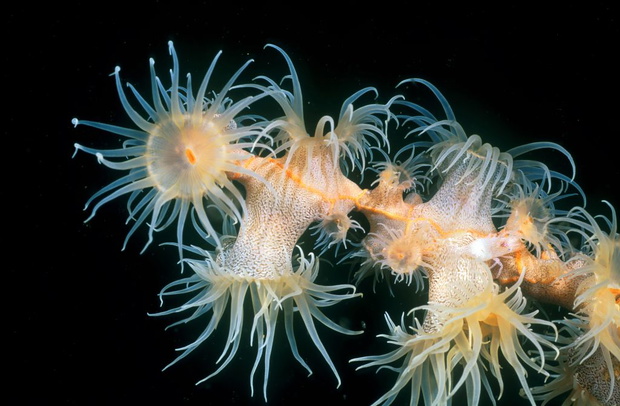 Sea anemone (Actiniaria)