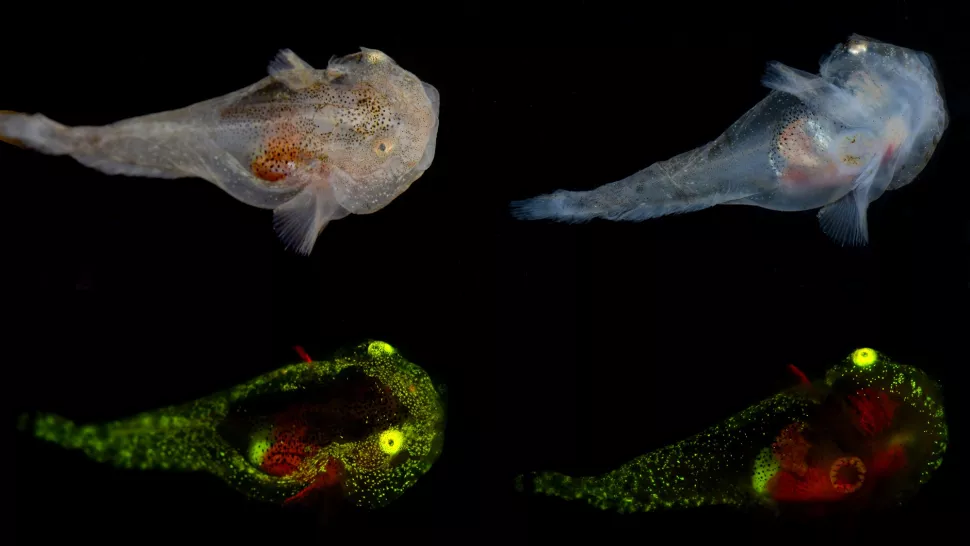 Liparis gibbus