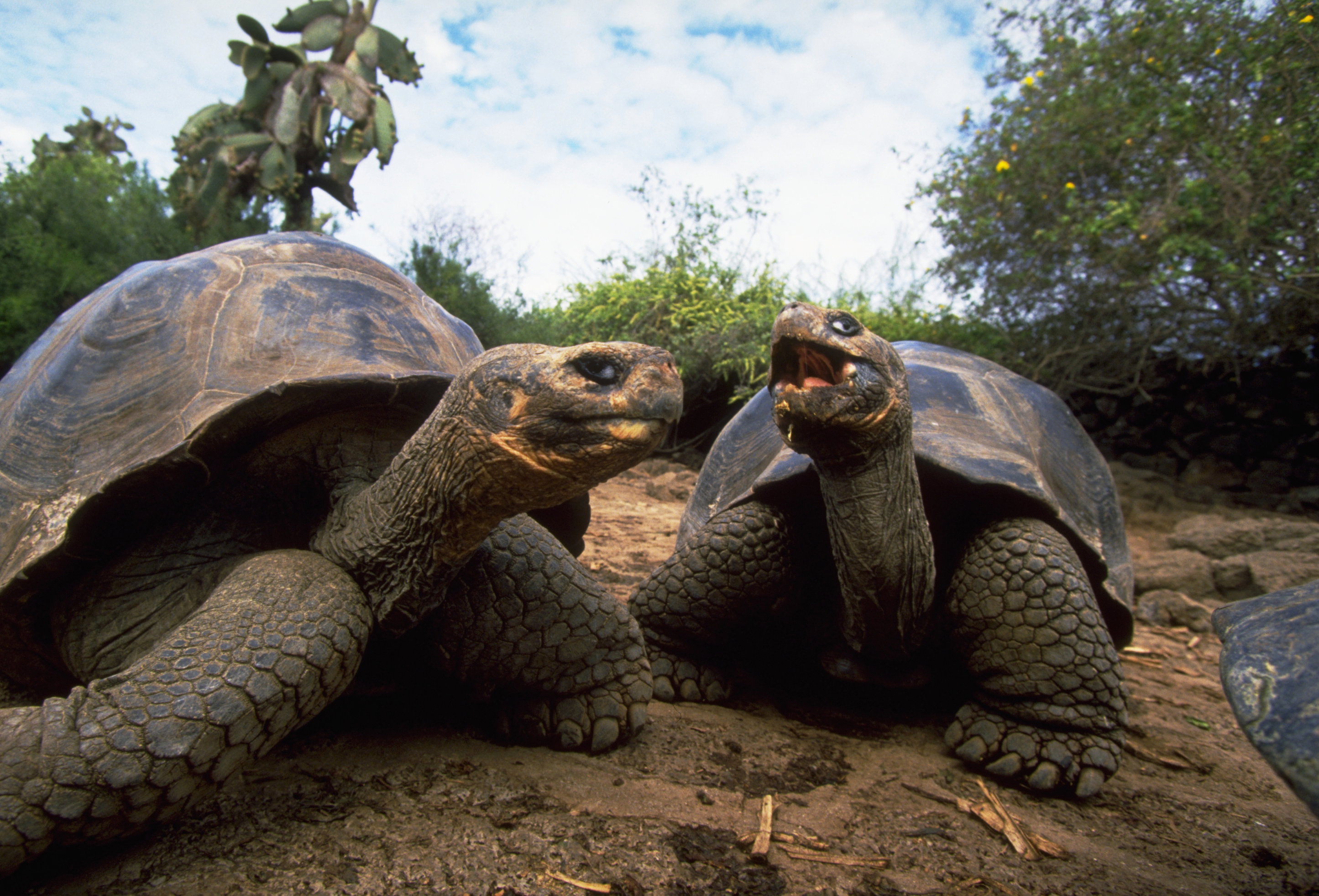 Wyspy Galapagos: władze podejrzewają, że ludzie polują i zjadają żółwie