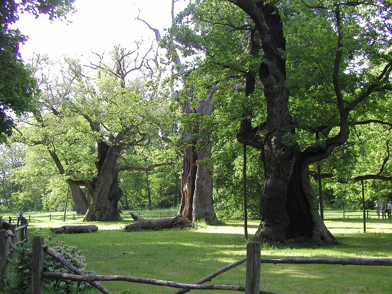 Pomniki przyrody w Polsce – najciekawsze przykłady (fot. Robert Wrzesiński, Wikimedia Commons, CC-BY-SA-3.0)