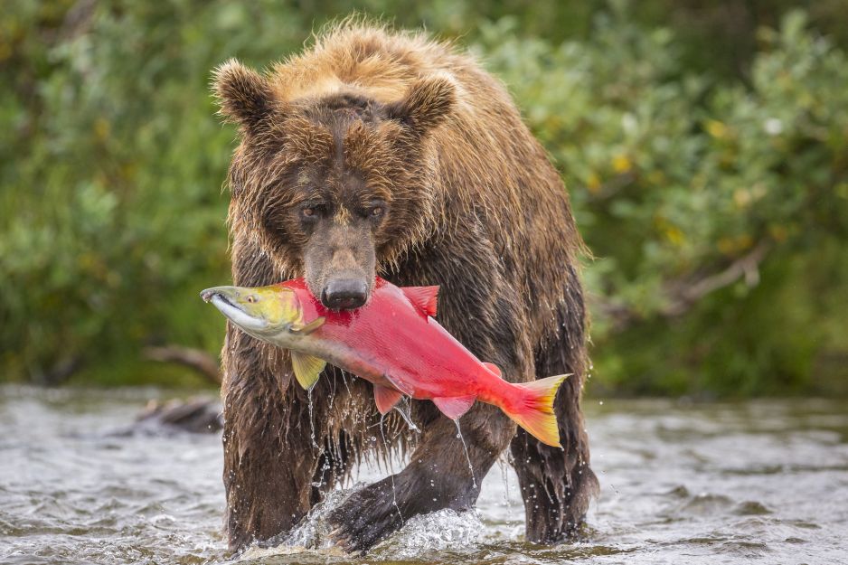 alaska zwierzęta