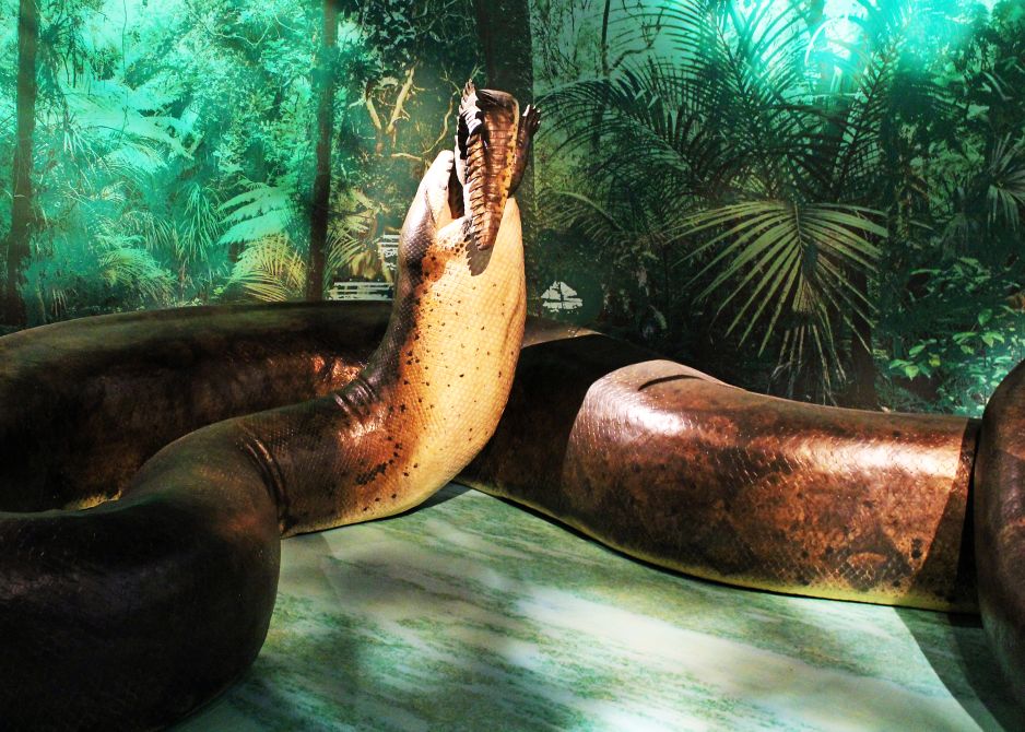 To największy wąż w historii. Pożerał dinozaury