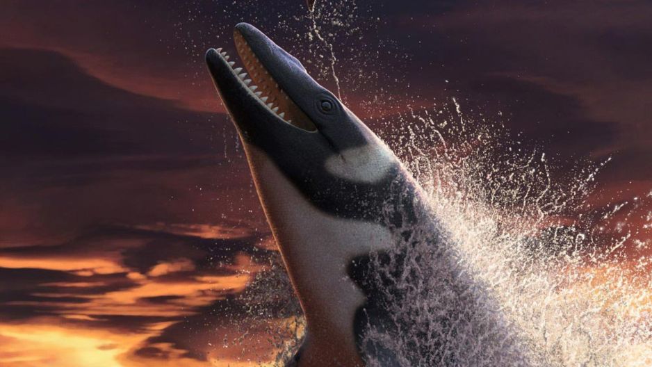 Odkryto szczątki gigantycznego gada, który rządził morzami. „Wyobraź sobie połączenie smoka z Komodo z żarłaczem białym, tyranozaurem i orką”