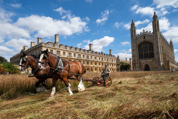 King's College wildflower meadow