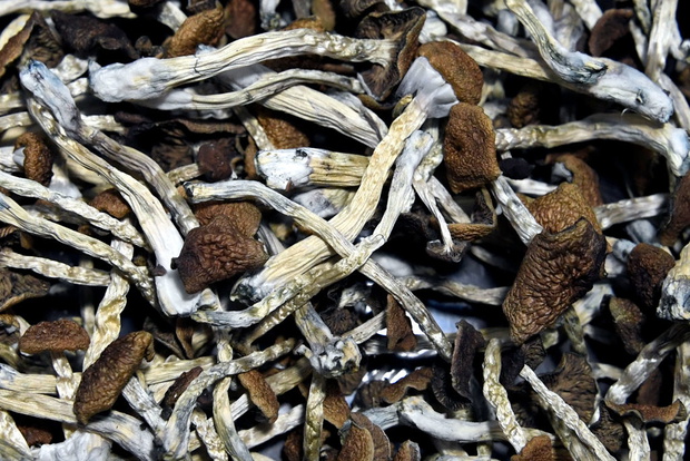 MUSHROOMS