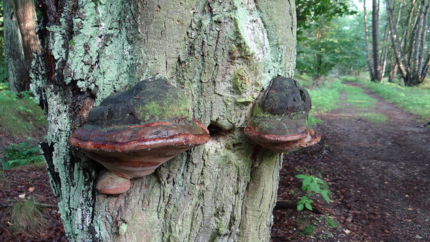 Zunderschwamm (Fomes fomentarius)