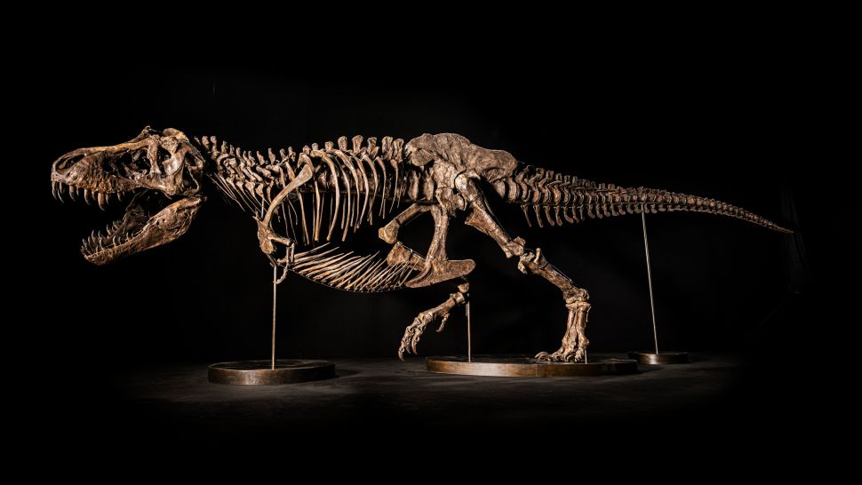 Tyranozaur