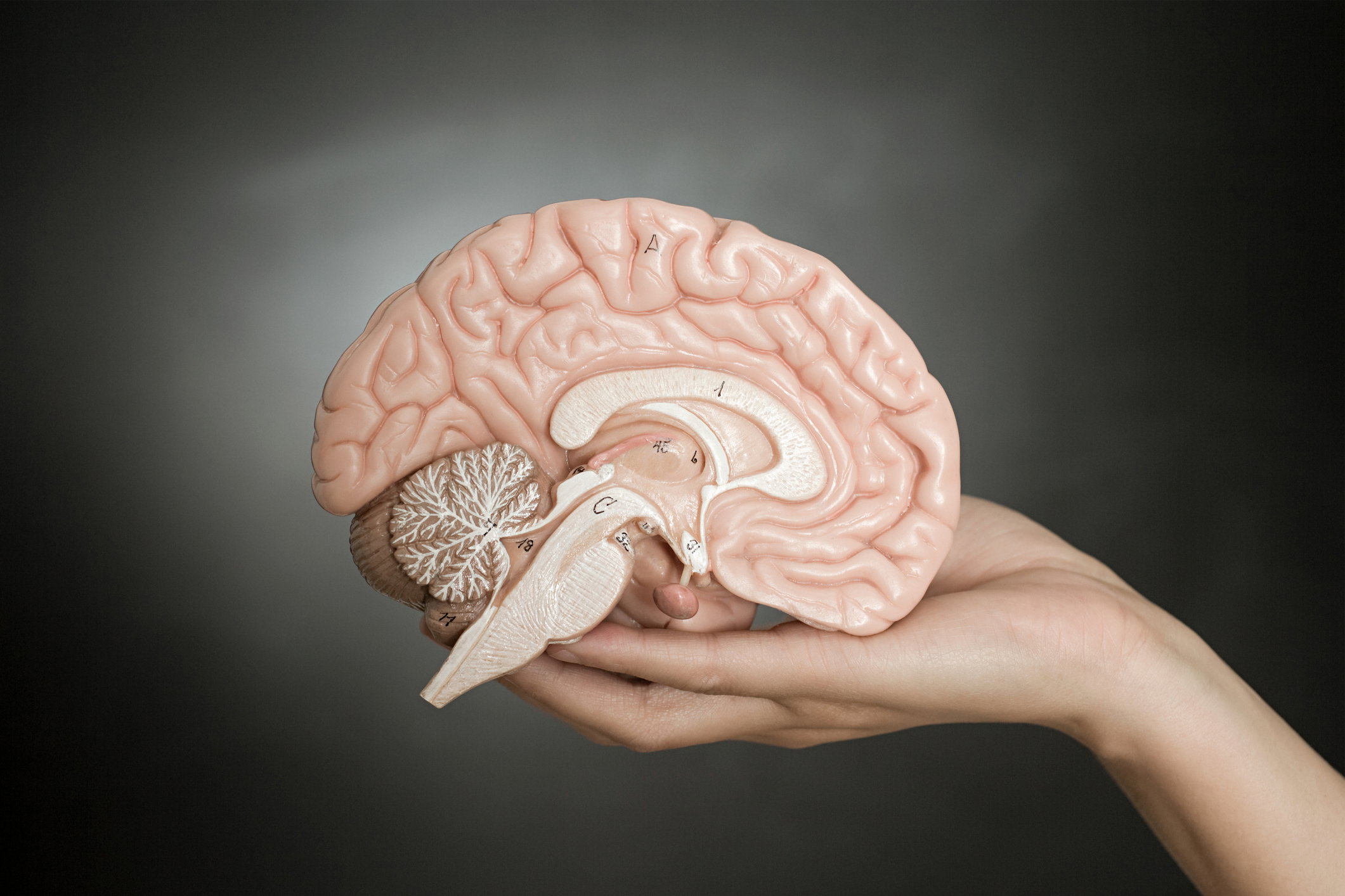 Ciekawostki o mózgu. Neurony babci, prawdziwa liczba szarych komórek i mit wykorzystywania tylko 10% mózgu (fot. Getty Images)