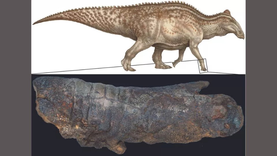 Jak powstały mumie dinozaurów?