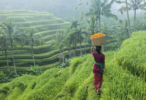 Taras ryżowy na Bali w Indonezji