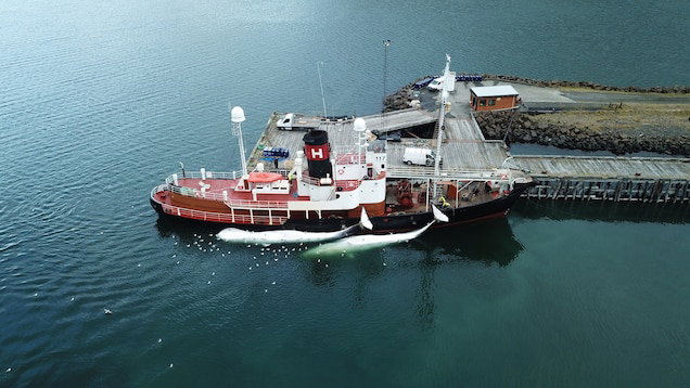 Czy Islandia miała w tym roku swój ostatni sezon wielorybniczy?