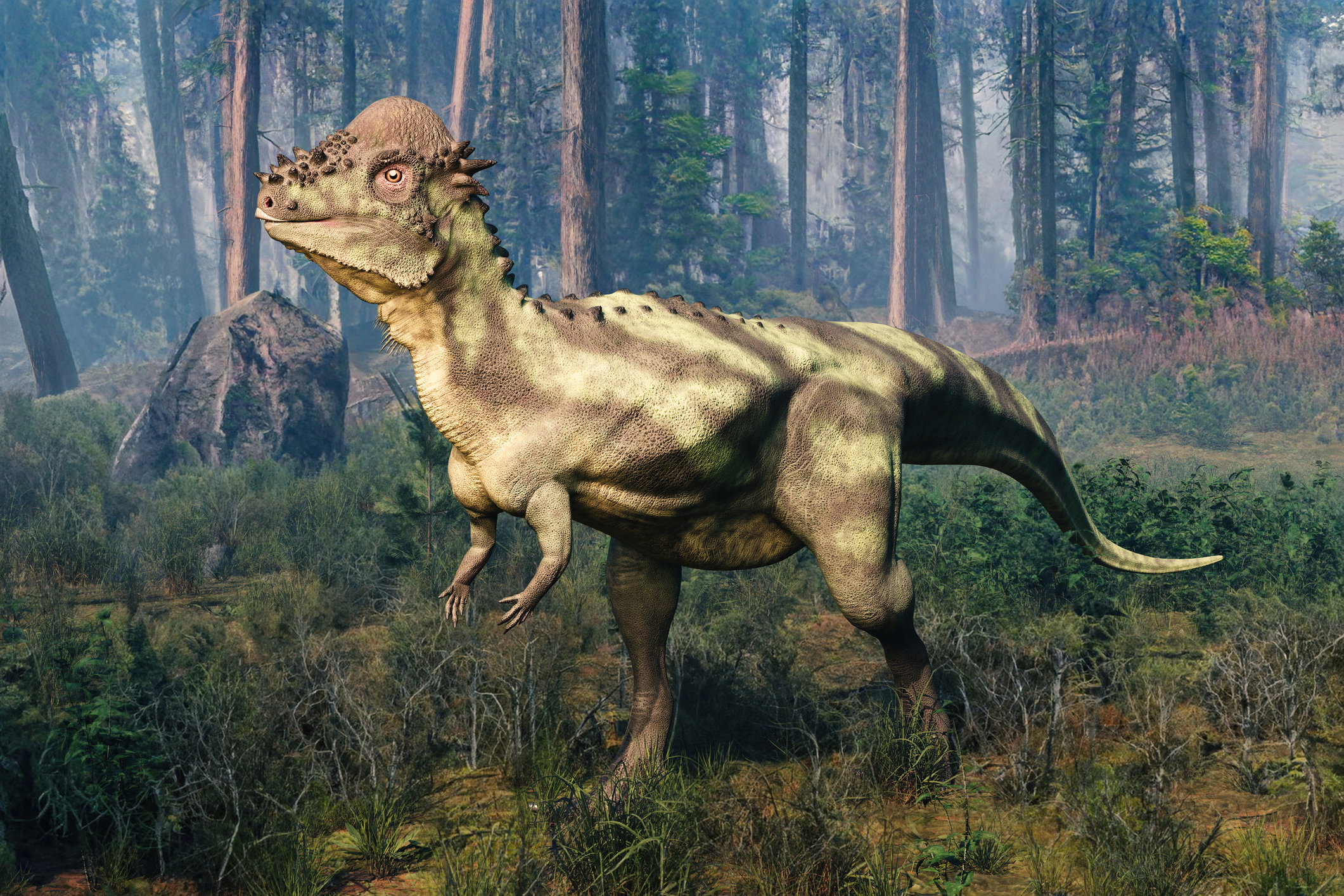 Pachycephalosaurus