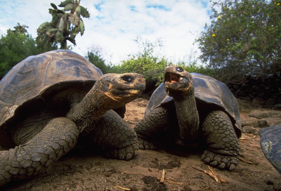 Wyspy Galapagos: władze podejrzewają, że ludzie polują i zjadają żółwie