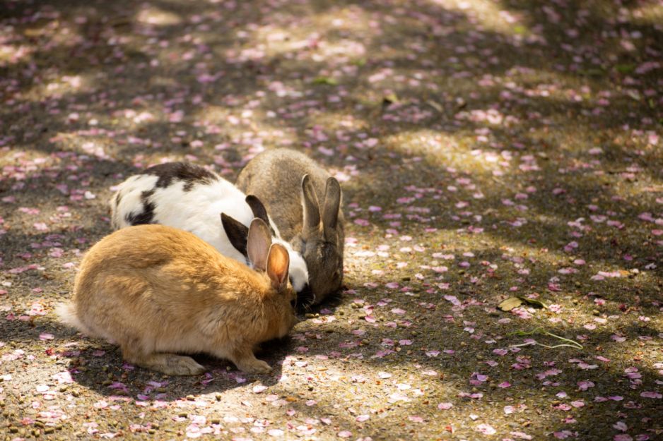 Okunoshima fot. Getty Images