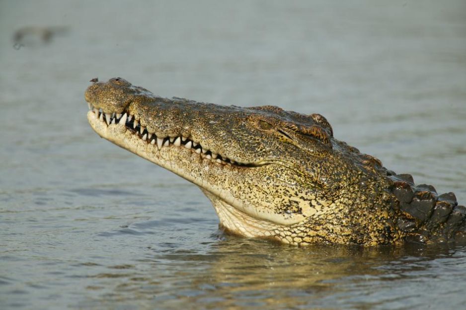 01-nile-crocodile-florida.ngsversion.1464127209345.adapt.945.1