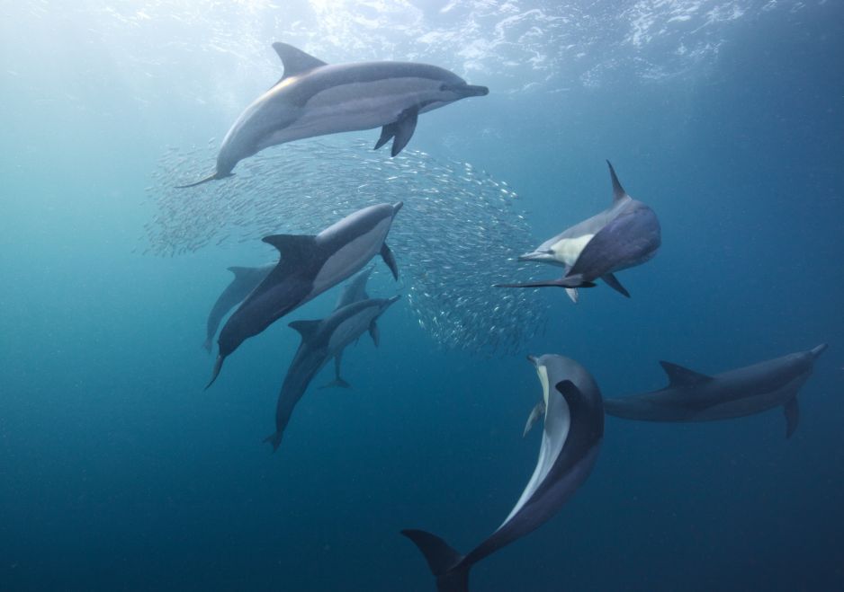 delfiny