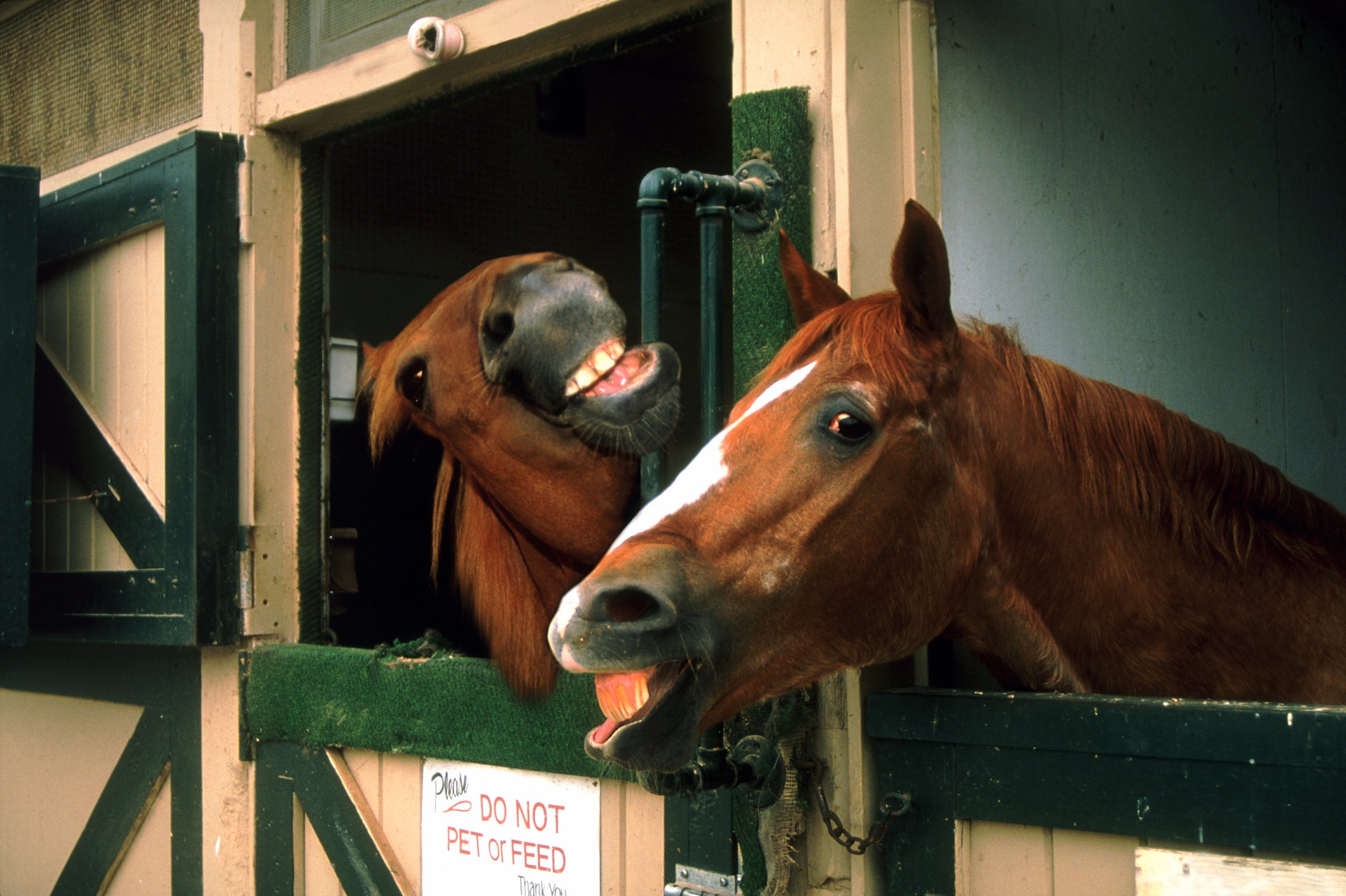 Ciekawostki o koniach. Jak niewielkie leśne stworzenie urosło do symbolu siły, prędkości i wolności (fot. Getty Images)