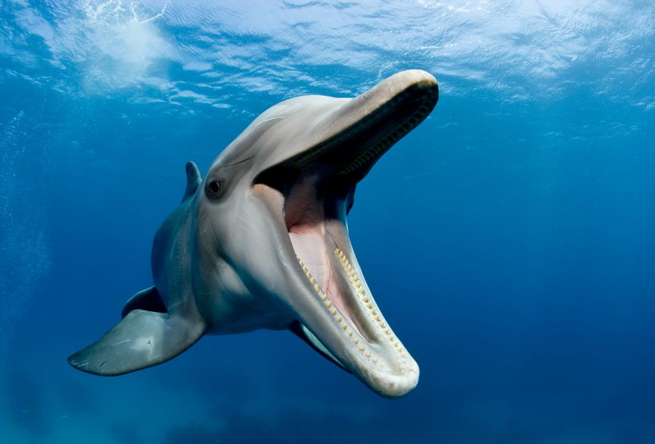delfiny