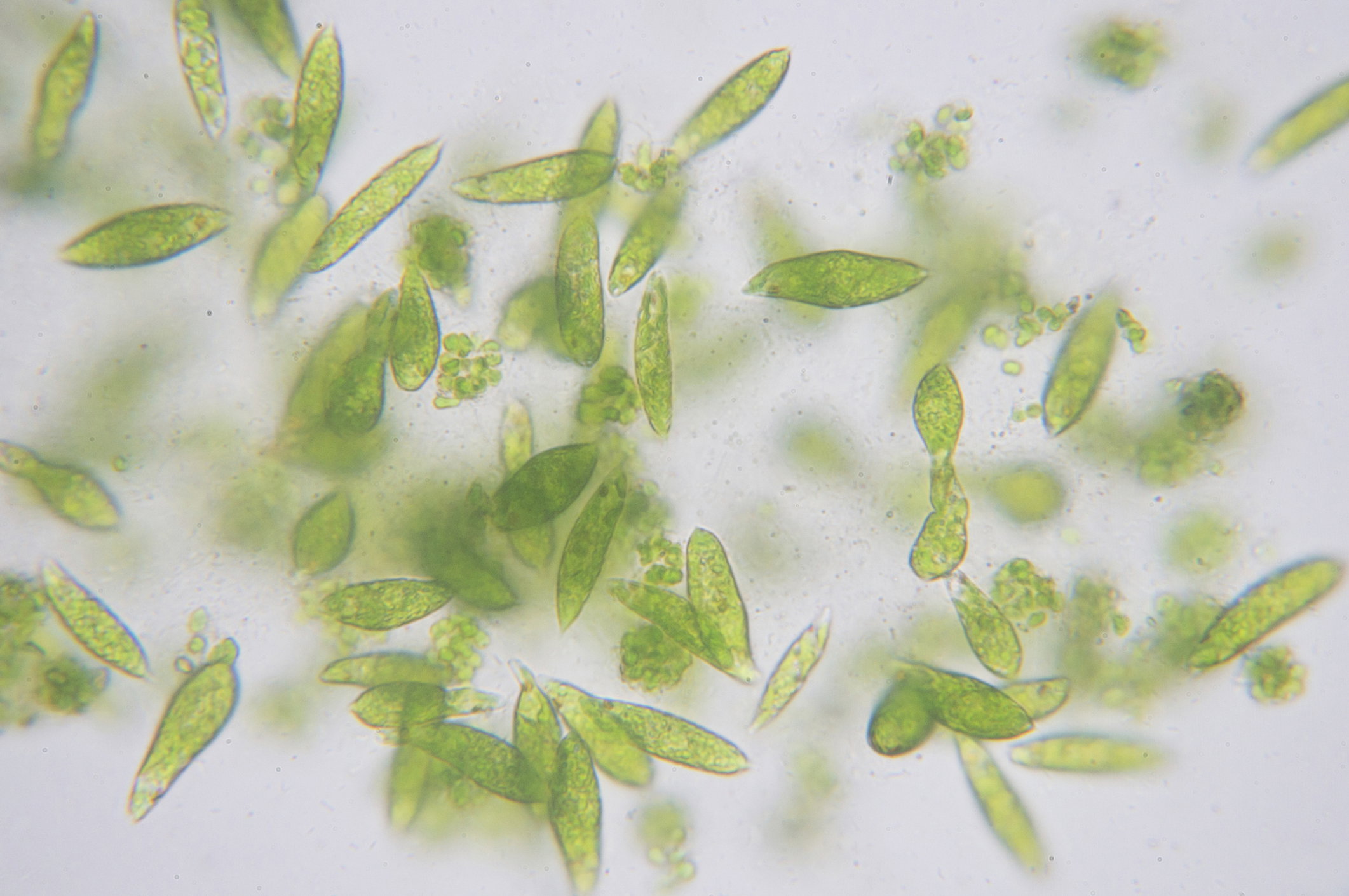 Nowy sposób na globalne ocieplenie? Naukowcy chcą użyźniać oceany z pomocą specjalnie zaprojektowanych nanocząsteczek (fot. Getty Images)