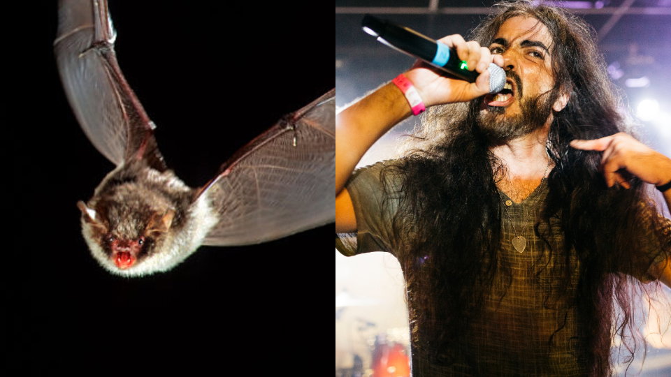 Co łączy nietoperze z wokalistami death metalowymi?