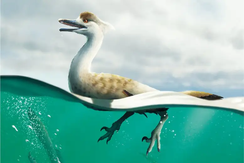 Natovenator polydontus